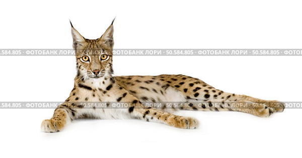 Lynx in front of a white background. Стоковое фото, агентство Ingram Publishing / Фотобанк Лори