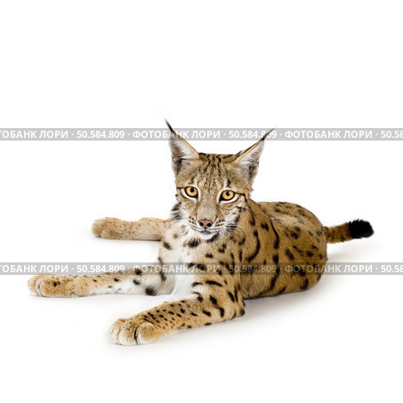 Lynx in front of a white background. Стоковое фото, агентство Ingram Publishing / Фотобанк Лори