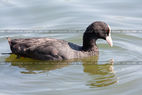 Лысуха, или лыска (лат. Fulica atra) Стоковое фото, фотограф Алексей Букреев / Фотобанк Лори