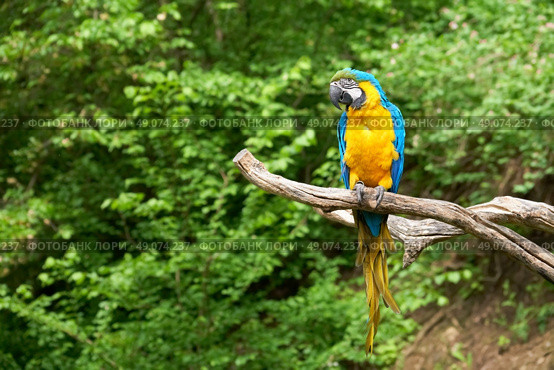 macaw on the branch. Стоковое фото, агентство Ingram Publishing / Фотобанк Лори