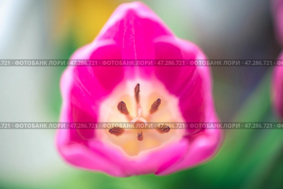 Macro photo of a tulip, top view, structure of flower, pistil and stamens. Стоковое фото, фотограф Ольга Ильина / Фотобанк Лори