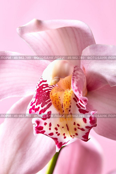 Macro photo of elegant pink petals of orchids with a water pattern on a pink background. Natural background. Colorful pink exotic orchid flower on a pink background. Macro photo as a floral background. Стоковое фото, агентство Ingram Publishing / Фотобанк Лори