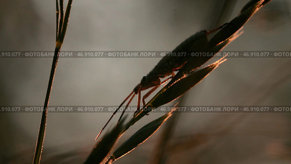 Macro photography of flowers on which insects crawl in the grass. Стоковое фото, фотограф David Kashakhi / Фотобанк Лори
