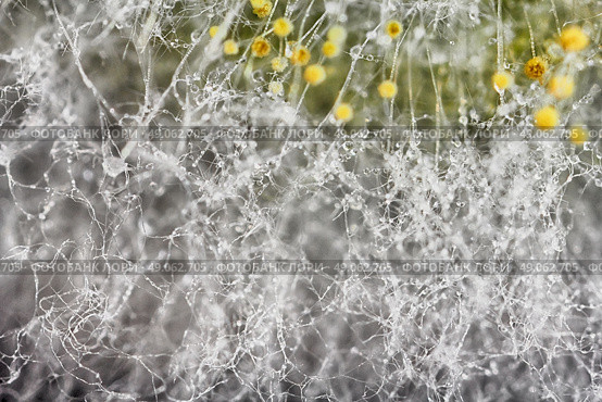 macro shot of fuzzy mold in agar-agar. Стоковое фото, агентство Ingram Publishing / Фотобанк Лори