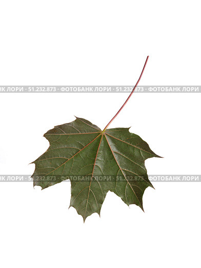 Macro underside of dark maple leaf isolated on white background, detailed venation, cutout ready. Стоковое фото, фотограф Елена  Попкова / Фотобанк Лори