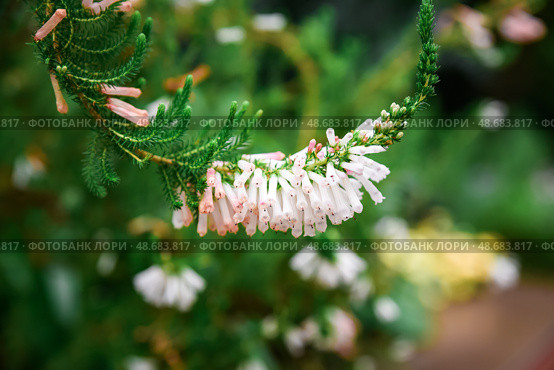 Macro view of Heath erica (syn. Erica herbacea) flowers with unique cream-pink to orange-tipped blooms. Стоковое фото, фотограф Татьяна Терехина / Фотобанк Лори