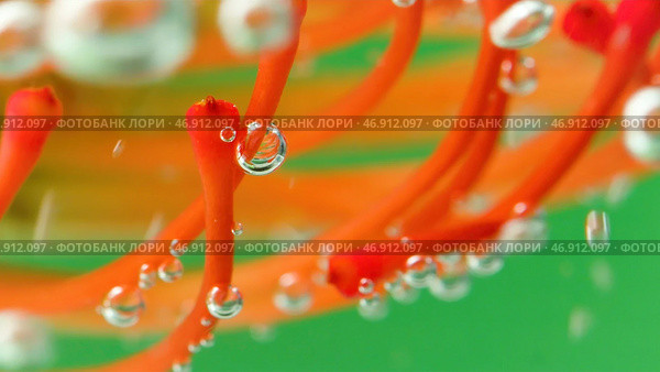 Macro view of unusual colorful algae with air bubbles isolated on a green background. Стоковое фото, фотограф David Kashakhi / Фотобанк Лори