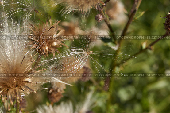 Macrophotography of fluffy creeping thistle seeds on a green background. Creeping thistle (lat. Cirsium arvense) is a species of perennial herbaceous plants of the Asteraceae family. Стоковое фото, фотограф Андрей Жигальцов / Фотобанк Лори