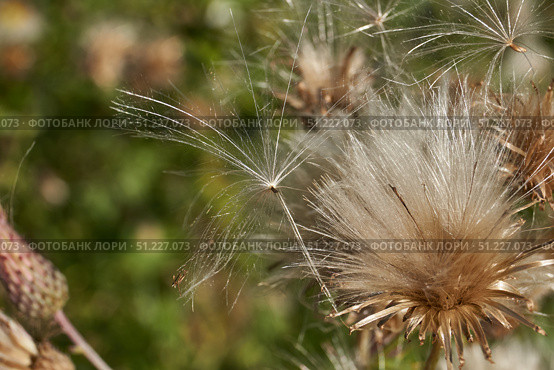 Macrophotography of fluffy creeping thistle seeds on a green background. Creeping thistle (lat. Cirsium arvense) is a species of perennial herbaceous plants of the Asteraceae family. Стоковое фото, фотограф Андрей Жигальцов / Фотобанк Лори