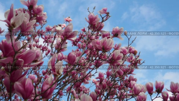 Magnolia is a large genus of flowering plant species in subfamily Magnolioideae of the family Magnoliaceae. Beautiful blooming pink white flowers and buds of magnolia. Magnolia soulangeana in garden. Стоковое видео, видеограф Юлия Петровская / Фотобанк Лори