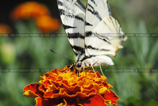 Махаон (Papilio machaon) Стоковое фото, фотограф Красилов Игорь / Фотобанк Лори