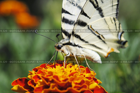 Махаон (Papilio machaon) Стоковое фото, фотограф Красилов Игорь / Фотобанк Лори