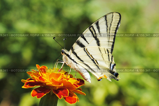 Махаон (Papilio machaon) Стоковое фото, фотограф Красилов Игорь / Фотобанк Лори