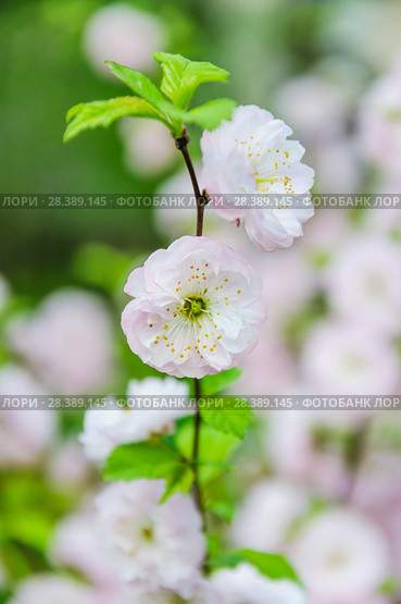 Махровый цветок миндаля трехлопастного (Prunus triloba) Стоковое фото, фотограф Алёшина Оксана / Фотобанк Лори