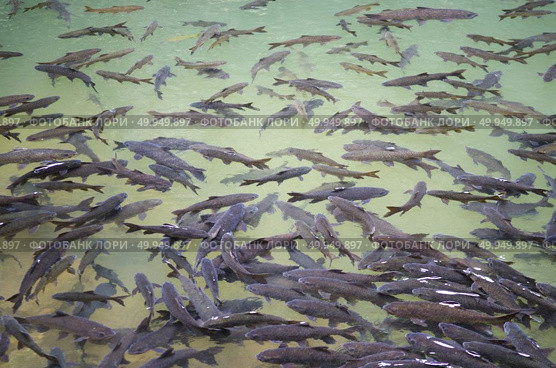 Mahseer Barb, fish in the water. Стоковое фото, агентство Ingram Publishing / Фотобанк Лори