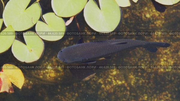 Majestic black carp glides gracefully just below the water's surface, embodying tranquility in a serene pond, its sleek body shimmering subtly with each gentle movement. Стоковое видео, видеограф Татьяна Степанищева / Фотобанк Лори