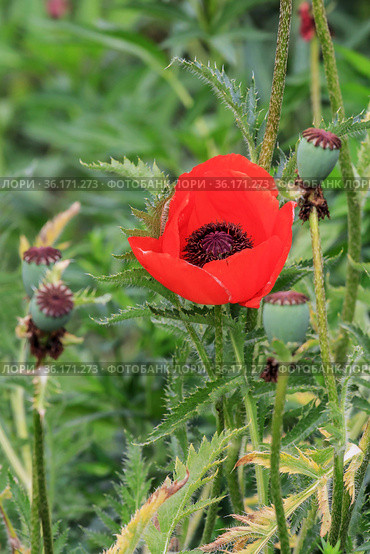 Мак масличный — Papaver somniferum L. Стоковое фото, фотограф Михаил Старшов / Фотобанк Лори