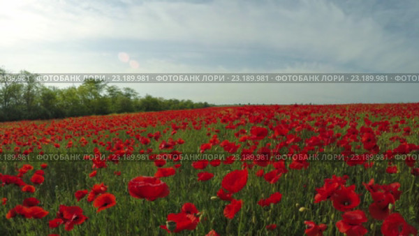 Маковое поле под серым небом. Стоковое видео, видеограф Владимир Кравченко / Фотобанк Лори