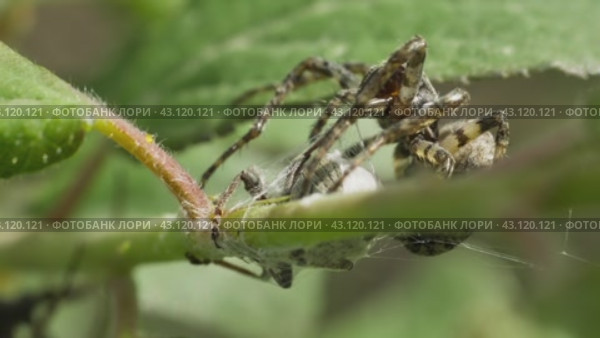 Макросъемка паука крестовик угловатый (Araneus angulatus) с добычей. Стоковое видео, видеограф Mixail59 / Фотобанк Лори