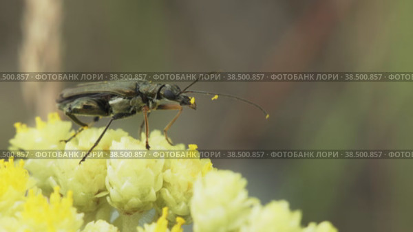 Макросъемка жука Oedemera virescens, сидящего на желтом цветке пижмы и очищающего свою лапу. Стоковое видео, видеограф Mixail59 / Фотобанк Лори