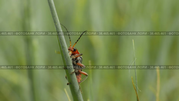 Макросъемка жука пожарника (Cantharis rustica), ползущего по зеленой травинке вверх. Стоковое видео, видеограф Mixail59 / Фотобанк Лори