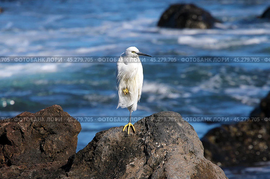 Малая белая цапля (Egretta garzetta) (2022 год). Стоковое фото, фотограф Александр Тарасенков / Фотобанк Лори