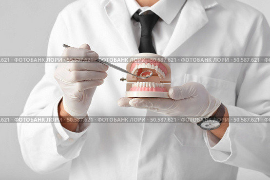 Male dentist with plastic jaw model on light background, closeup. Стоковое фото, агентство Ingram Publishing / Фотобанк Лори