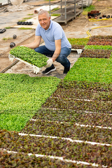 male gardener swaps pallets with young deren seedlings for full formation of plant. Стоковое фото, фотограф Яков Филимонов / Фотобанк Лори