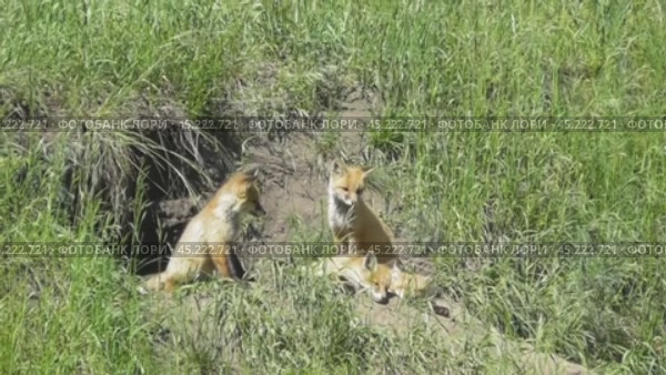Маленькие лисята ( Vulpes vulpes ) около своей норы. Стоковое видео, видеограф Александр Мамонтов / Фотобанк Лори