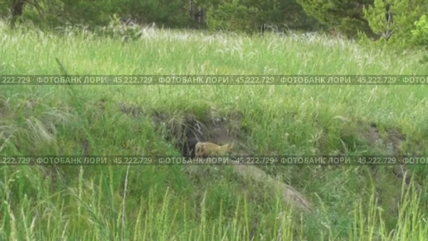 Маленькие лисята ( Vulpes vulpes ) около своей норы. Стоковое видео, видеограф Александр Мамонтов / Фотобанк Лори