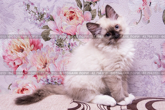 Маленький красивый котенок породы Рэгдолл отдыхает дома на диване. A beautiful little Ragdoll kitten is resting at home on the couch. Стоковое фото, фотограф Мария / Фотобанк Лори