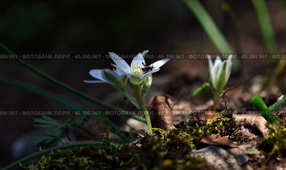 Маленький кузнечик сидит на белом цветке птицемлечника. A small grasshopper sits on a white tarantula flower. Стоковое фото, фотограф Владимир Шарый / Фотобанк Лори