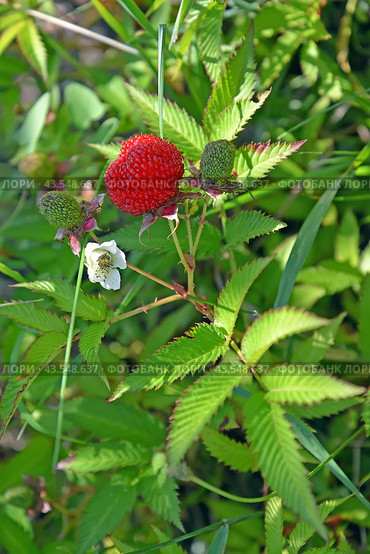 Малина розолистная (Rubus rosifolius Sm.) с плодами и цветком. Стоковое фото, фотограф Ирина Борсученко / Фотобанк Лори