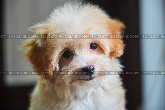 Maltese lapdog and poodle puppy. A new breed of miniature dogs. Dog breeding and cynology. Стоковое фото, фотограф Наталия Кирсанова / Фотобанк Лори
