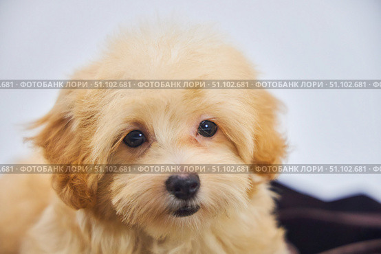 Maltese lapdog and poodle puppy. A new breed of miniature dogs. Dog breeding and cynology. Стоковое фото, фотограф Наталия Кирсанова / Фотобанк Лори