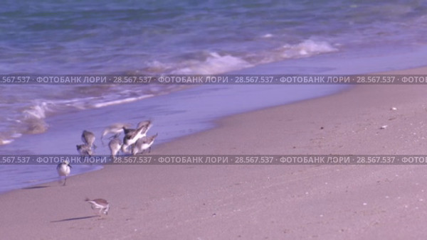 Малый зуек и стая куликов песочников на Каспийском побережье. Little ringed plover and flok of marsh sandpipers on Caspian seacoast. Стоковое видео, видеограф Евгений Романов / Фотобанк Лори