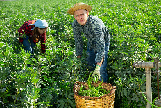 Man farmer gathers ripe beans in garden. Стоковое фото, фотограф Яков Филимонов / Фотобанк Лори