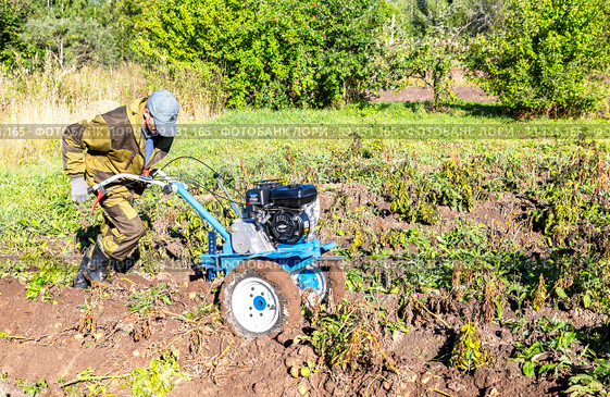Man farmer working in field on harvesting potatoes with walk-behind tractor (2022 год). Редакционное фото, фотограф FotograFF / Фотобанк Лори