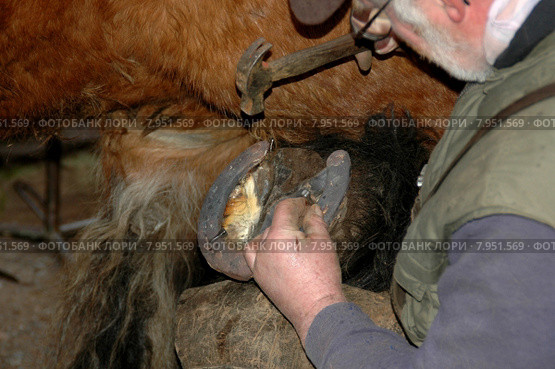 man horse nail hammer nails. Стоковое фото, фотограф Herbert Esser / PantherMedia / Фотобанк Лори