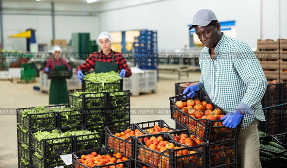 Man stacking crates full of ripe tomatoes in vegetable factory. Стоковое фото, фотограф Яков Филимонов / Фотобанк Лори