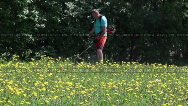 Man using gasoline-powered string trimmer on field with dandelion flowers. Стоковое видео, видеограф Владимир Григорьев / Фотобанк Лори