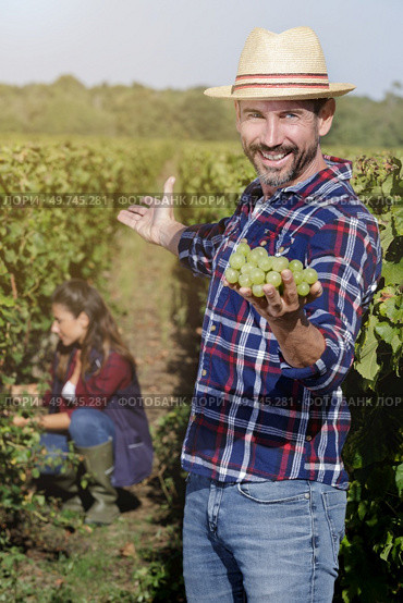 man watching a bunch of grapes. Стоковое фото, агентство Ingram Publishing / Фотобанк Лори