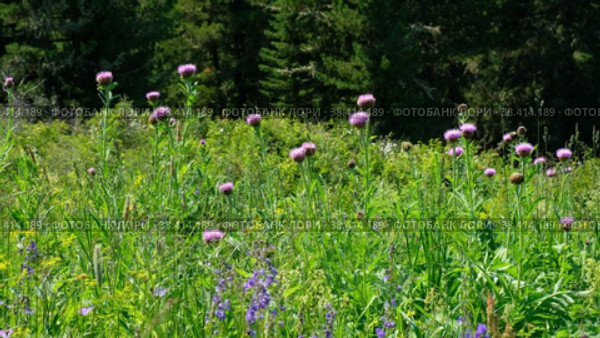 Маралий корень, цветы / Video of Leuzea carthamoides, known as Maral root or Rhaponticum in subalpine meadow. Стоковое видео, видеограф Сергей Пристяжнюк (Serg Zastavkin) / Фотобанк Лори