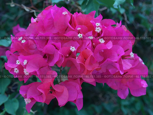 Marcro photography of Bougainvillea flowers and bougainvillea plant tree in summer. This Bougainvillea flowers are bright pink. Beautiful floral background. Стоковое фото, фотограф YuryKara / Фотобанк Лори
