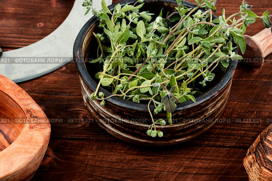 Marjoram, spice with a sweet smell and a medicinal plant. Marjoram leaves. Raw sprig of marjoram, spice on old table. Стоковое фото, агентство Ingram Publishing / Фотобанк Лори
