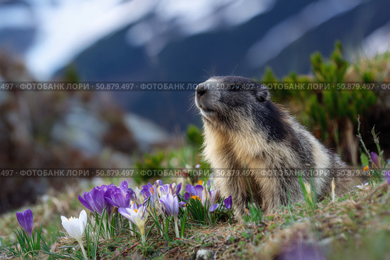 Marmot on the alpine meadow with crocus flowers. Стоковое AI-изображение, AI-художник Евгений Харитонов / Фотобанк Лори