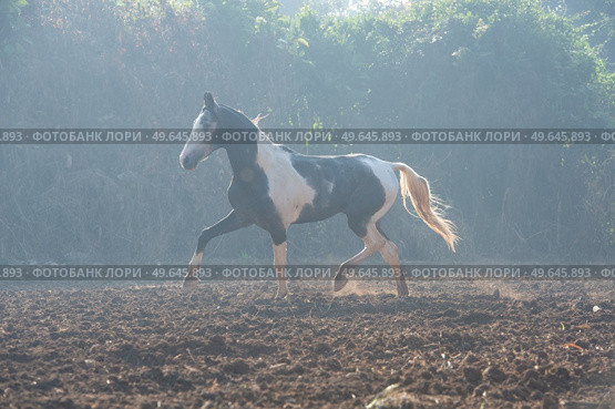 marwari grey piebald colt  running at freedom  in contrary light at morning .  India. Стоковое фото, агентство Ingram Publishing / Фотобанк Лори