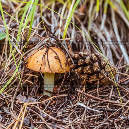 Маслёнок зернистый, летний, ранний (Suillus granulatus) на хвойной подстилке в сосновом лесу. Новосибирская область, Западная Сибирь. Стоковое фото, фотограф Евгений Мухортов / Фотобанк Лори