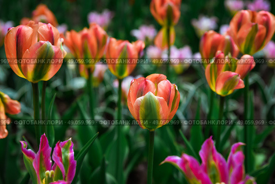 Mass planting of Tulip Orange Marmalad in vibrant orange hues with hints of yellow, creating a striking spring floral display, perfect as a background. Стоковое фото, фотограф Татьяна Терехина / Фотобанк Лори