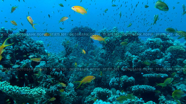Massive school of Lyretail Anthias (Pseudanthias squamipinnis) and Glassfish swims near coral reef. Underwater life on coral reef in the ocean. Red sea, Egypt. Стоковое фото, фотограф Некрасов Андрей / Фотобанк Лори
